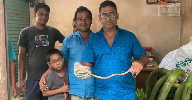 কলার ছড়ির ভেতর লুকিয়ে ছিল ফণিমনসা সাপ
