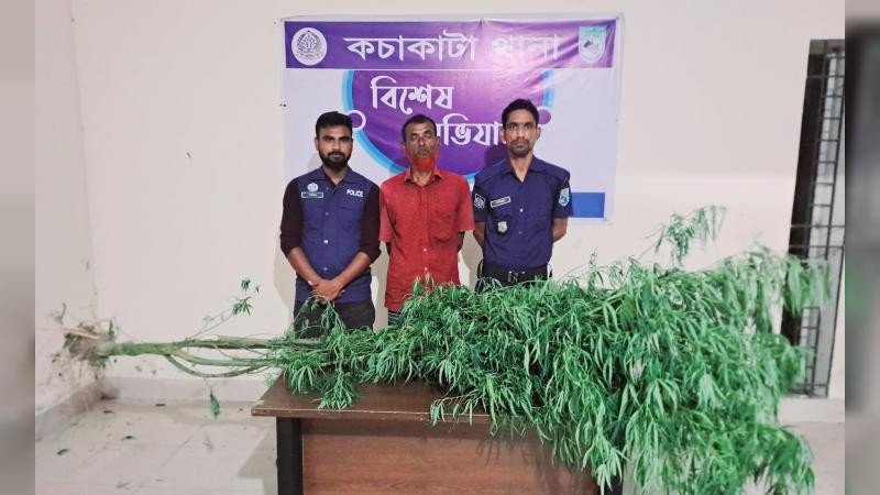 কচাকাটায় ১৫ ফুট গাঁজার গাছসহ মাদক কারবারি আটক