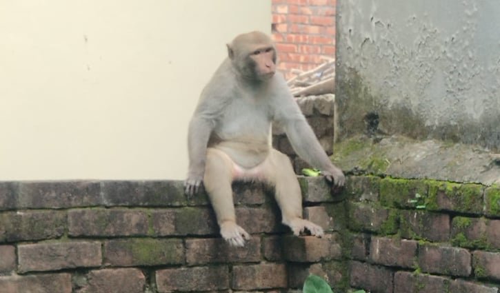 বনাঞ্চল ছেড়ে মানুষের বাড়িতে বানর