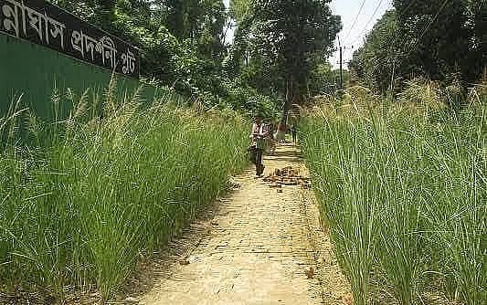 বন্যা-ভাঙন ঠেকাতে ‘জাদুর ঘাস’ লাগাতে চায় সরকার