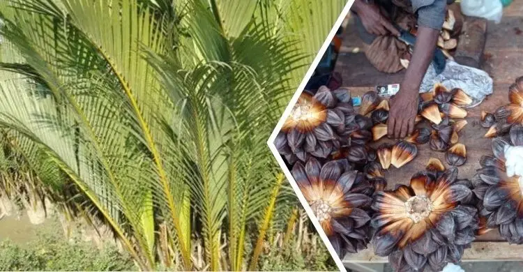 গোল নয় তবুও কেন এর নাম ‘গোলগাছ’