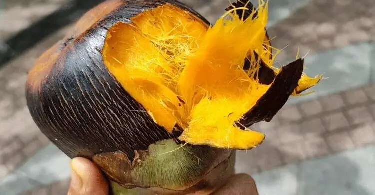 তাল মিষ্টি নাকি তিতা, বুঝবেন যেভাবে
