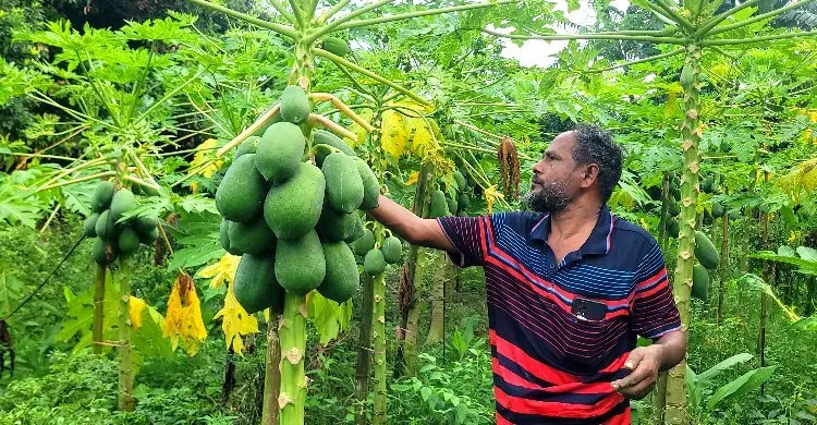 শেরপুরে সবজিতে নীরব বিপ্লব, ২৫০ কোটি টাকার বাণিজ্যের আশা