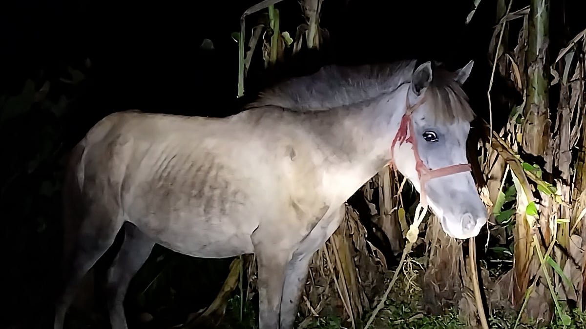 মধ্যরাতে ঘোড়া জবাই, পুলিশ পৌঁছানোর আগেই পালিয়েছেন অভিযুক্ত ব্যক্তিরা
