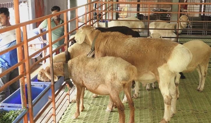 মরুর প্রাণীতে রাকিবুলের লাখ টাকার স্বপ্ন