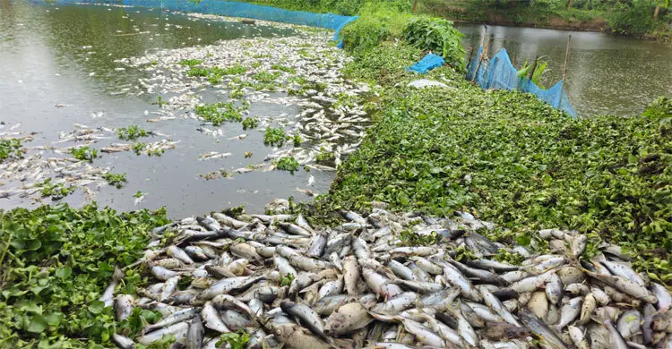 ‘‌শত্রুতা করে’ পুুকুরে বিষ, মরে একে একে ভেসে উঠলো ১৬ হাজার মাছ