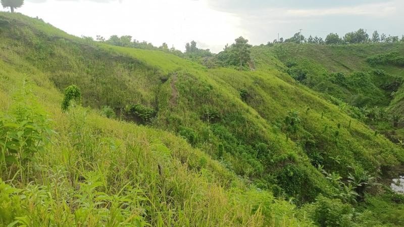 সবুজ পাহাড়ে দোল খাচ্ছে জুমের সোনালী ধান