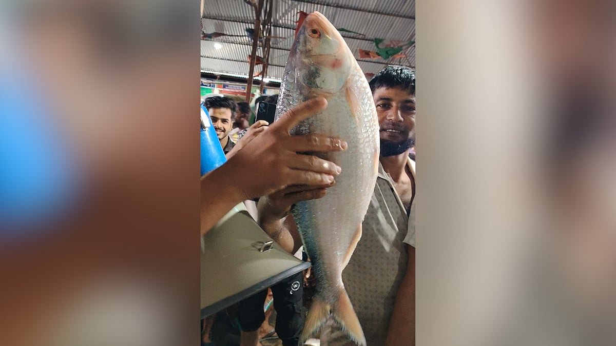 নোয়াখালীতে ধরা পড়ল ৩ কেজির ইলিশ, বিক্রি হলো যে দামে
