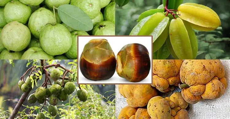 এই শরতে হাতের কাছেই পাবেন যেসব দেশি ফল