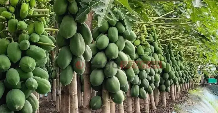 কৃষিকাজ কেন কোথায় কীভাবে করবেন