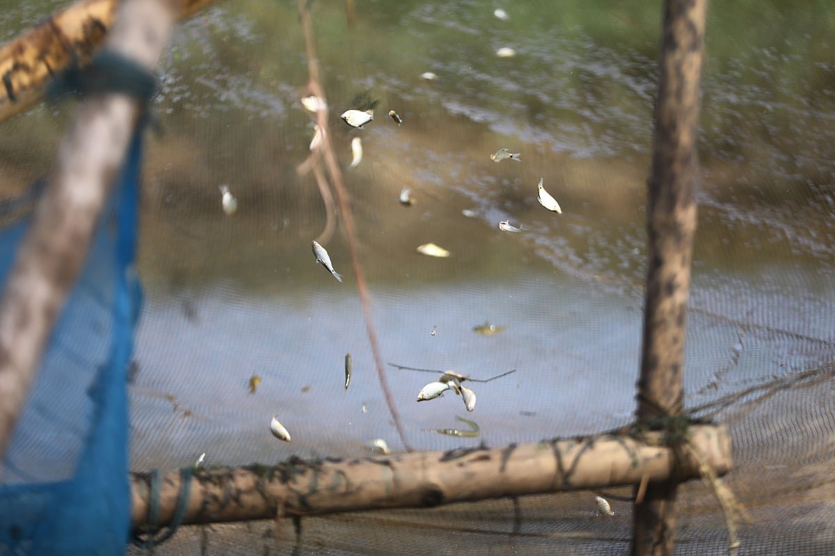 হাওরের মাছেই ভরসা