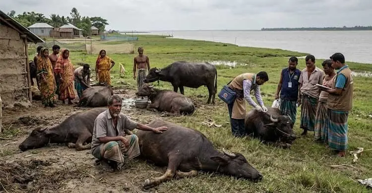 খাবারে বিষক্রিয়ায় ৩ মহিষের মৃত্যু, অসুস্থ ৩০