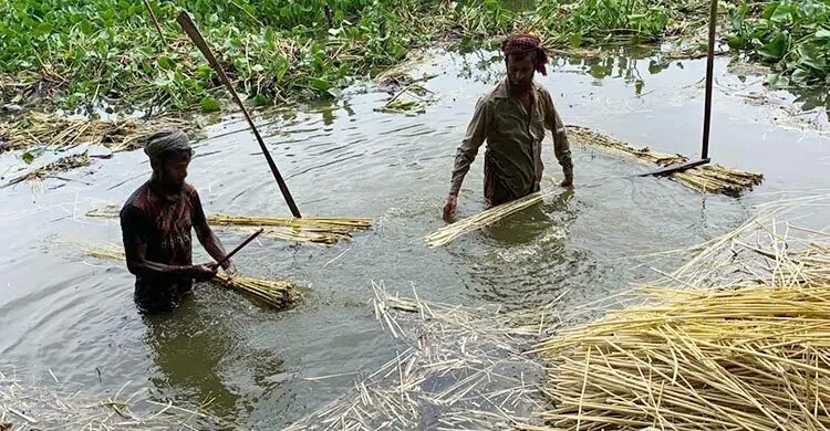 সিরাজগঞ্জে পাটের লাভ গিলছে উৎপাদন ব্যয়
