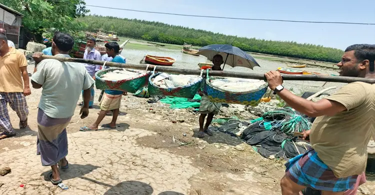 মিরসরাইয়ে ইলিশ আহরণ বেড়েছে দ্বিগুণ