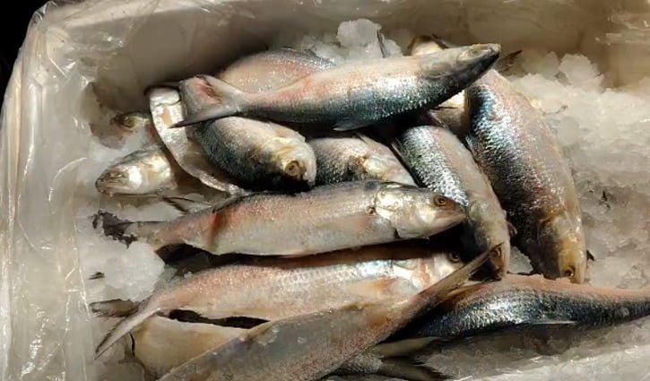 ভারত থেকে বাংলাদেশে আসছে ইলিশ 