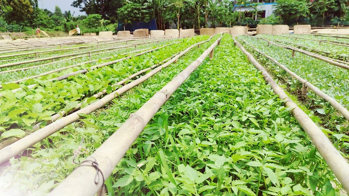 মুন্সিগঞ্জে শীতের আগে জমজমাট সবজির চারার বাজার, ২০ কোটি টাকা বিক্রির আশা