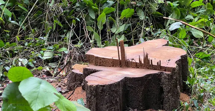 লাউয়াছড়া উদ্যান থেকে সেগুন গাছ চুরি