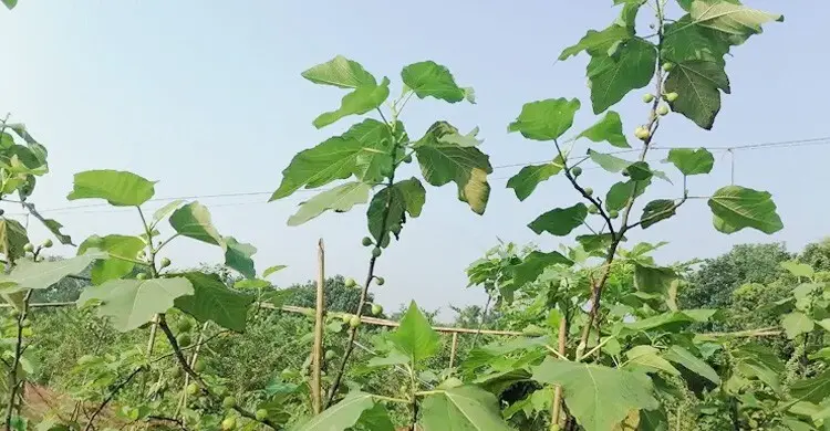 বাংলাদেশে ত্বীন ফলের বাণিজ্যিক চাষের সম্ভাবনা কেমন?