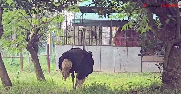 ১৩৪ কোটি টাকার গবেষণা প্রকল্পে ২২ উটপাখির ১৫টিই জবাই!