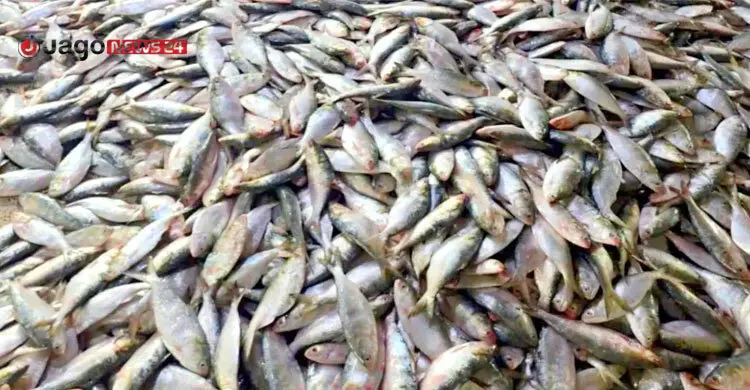 সাগরে এক ট্রলারে ধরা পড়ল ৮০ মণ ইলিশ