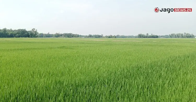 সংরক্ষণের অভাবে বিলুপ্ত হচ্ছে দেশি ধানের জাত