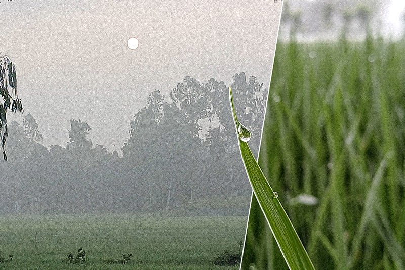 শরতেই পঞ্চগড়ে কুয়াশা, প্রকৃতিতে যেন শীতের আগমনী বার্তা