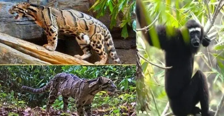 পাহাড়, সমুদ্র আর মেঘলা চিতার উপাখ্যান: ইনানীর বনে প্রাণের স্পন্দন