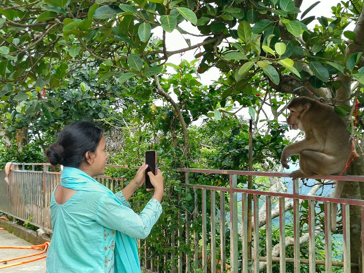 ছবি তোলার বিনিময়ে বানরদের দিতে হয় ফল