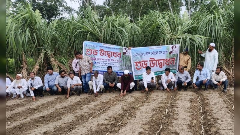 জয়পুরহাট চিনিকলে ৩,৭০০ একর জমিতে আখ চাষের লক্ষ্যমাত্রা, রোপণ মৌসুমের উদ্বোধন