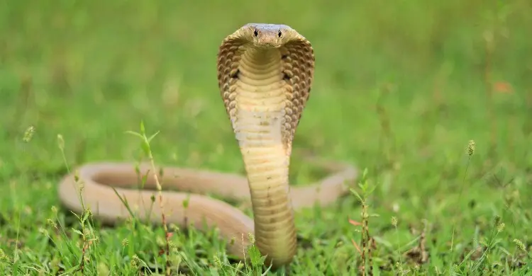 সাপের কামড়ের চিকিৎসায় নতুন অ্যান্টিভেনম, হতে পারে যুগান্তকারী