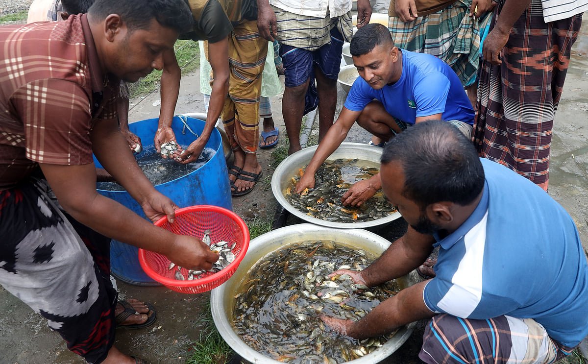 পোনা মাছের বাজার