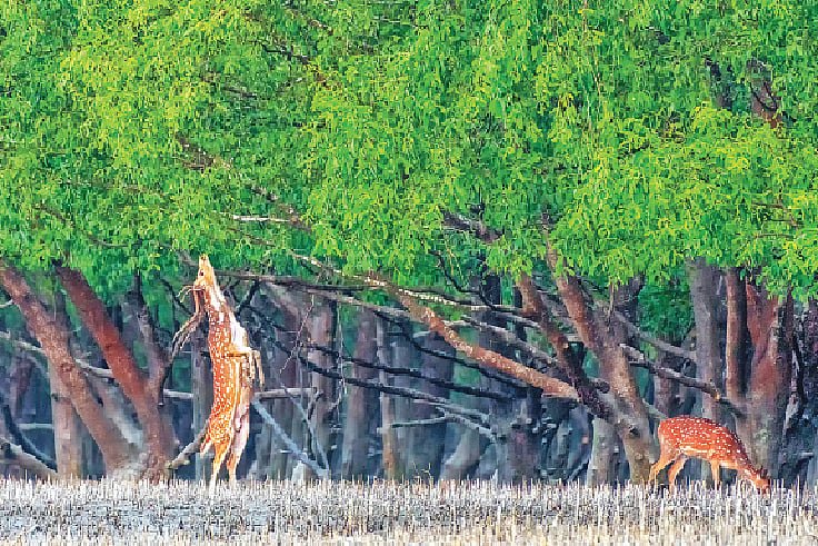 জাতীয় বন্য প্রাণী কমিশন: কেন এবং কী উদ্দেশ্যে