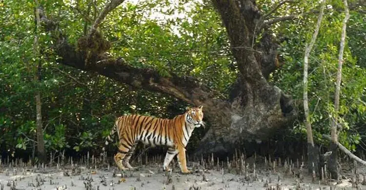 সুন্দরবন ও বাঘ সংরক্ষণে পরবর্তী দ্বিপক্ষীয় বৈঠক বাংলাদেশে